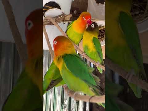 Smart lovebird Parrot  , A little cute parrots 🦜🥰 #bird #lovebirds