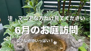 植物マニアさん向けの【６月のお庭訪問】