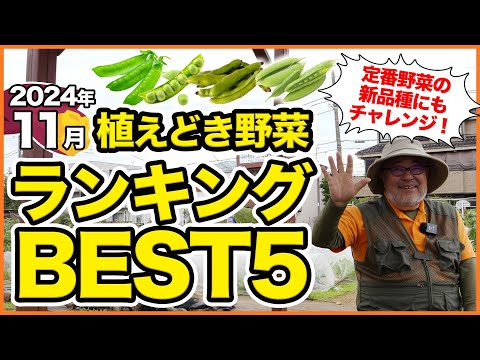 家庭菜園や農園で11月にオススメ！植えどき野菜ランキングBEST5！栽培オススメ品種の育て方を徹底解説！【農園ライフ】