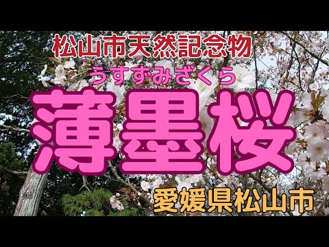 【薄墨桜】天武天皇より送られた松山市を代表する名桜【愛媛県松山市】