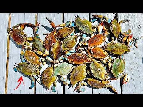 The ULTIMATE BLUE CRAB Experience! [DELICIOUS Catch, Clean, and Cook]