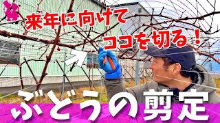 【必ずやるべし】ポット栽培ブドウ🍇の来年に向けた剪定を実演解説！