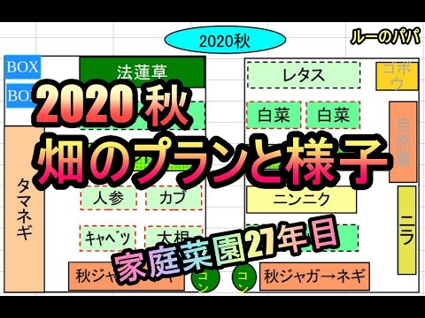 【2020年秋 畑のプランとその様子】家庭菜園27年目 無農薬野菜 半自給自足