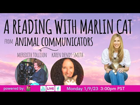 An Animal Communication Session With Marlin ♥