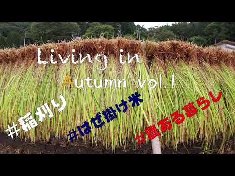 お米の収穫期になりました！（Living in Autumn vol.1）