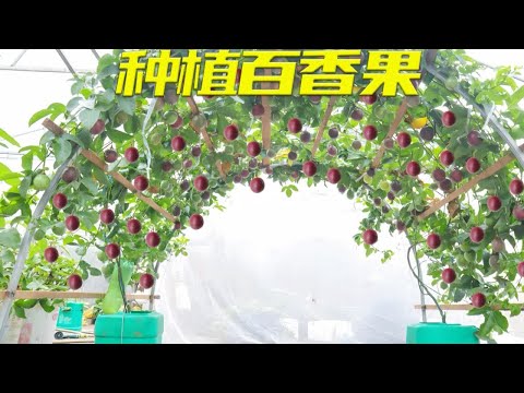 废弃油桶不要扔，简单改造下种植百香果，操作简单，一学就会