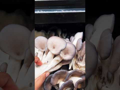 Mushroom Varieties #shortsfeed #shortsviral #fruit #canadavibes #mushroom