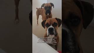 Should we bring them? 🫢 #dogsofyoutube #doglover #boxerdog #dogmom