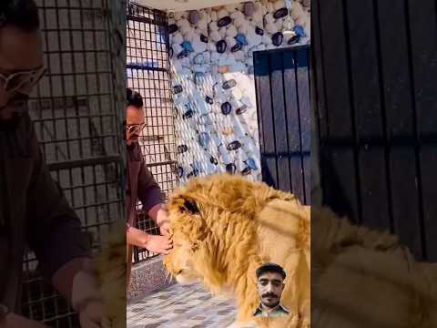 #tiger #lion #animals #pets #love #youtube #tamed #africanlion #wildlife #miansaqib