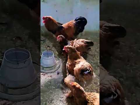 Leafy Treat for chickens|  #fjfarms #wintertreat #backyardchicken #farmlife #viral #shorts