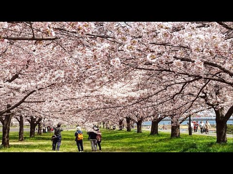 Cherry Blossom Viewing in Saitama 花見 お花見 Sakura 桜