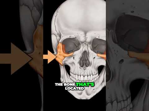 Discover the Anterior Skull ... Unveiling the Facial Bones #shorts  #anotomy #doctor #anatomy