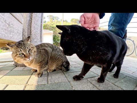 ボス猫の座を狙う黒猫が顔がデカいキジトラ猫に勝負を挑む