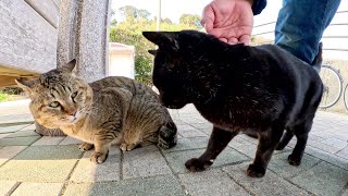 ボス猫の座を狙う黒猫が顔がデカいキジトラ猫に勝負を挑む