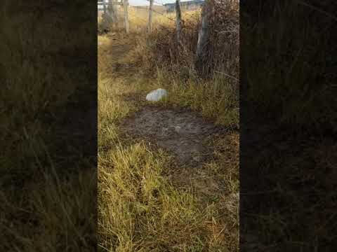 Harvesting Water From Culverts With One Rock Dams & Swales #shorts