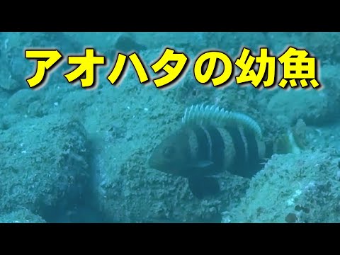 【 アオハタ幼魚 】馴染みのない美味魚 Epinephelus awoara