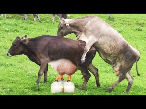 PRETTY GIRL runs a milking robot for years | Natural Farm