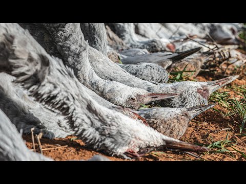 Sandhill Crane Hunting Texas - Fowled Reality