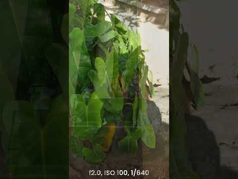 1.0 Type Sensor, Leica vs Zeiss, Main Camera HDR Photos From Xiaomi 13 Ultra vs Sony Xperia PRO-I