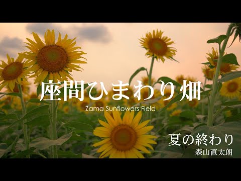 【日曜深夜名曲 vol.320】 座間のひまわり畑 (神奈川県座間市) | 夏の終わり  (森山直太朗)　2024 夏の関東ひまわりシリーズ 第四弾