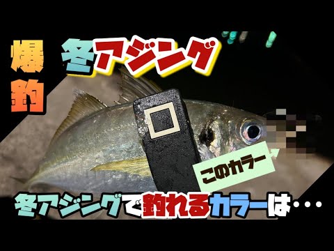 【アジング】冬アジングでめっちゃ釣れるカラーはこれでした！【horse mackerel fishing】