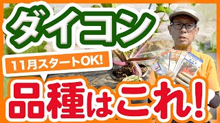 家庭菜園や農園で11月からスタートできる大根の品種はこれ！品種の選び方とおすすめ品種のご紹介！11月の種まきや栽培のポイントを徹底解説！【農園ライフ】