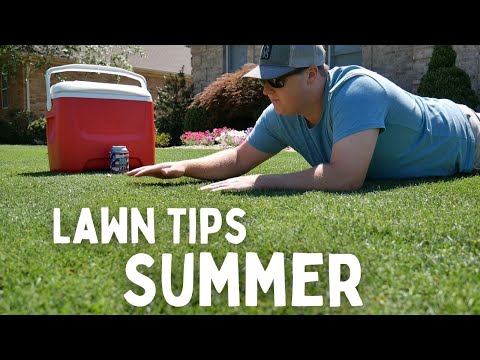 Summer Lawn Tips // How to keep your lawn looking GREAT all summer long.