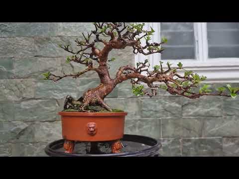 mame bonsai neea buxofolia