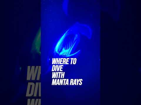 Diving with manta rays in Hawaii! #mantarays #hawaii #kona