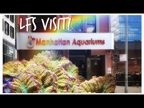 We Visit Manhattan Aquariums, New York