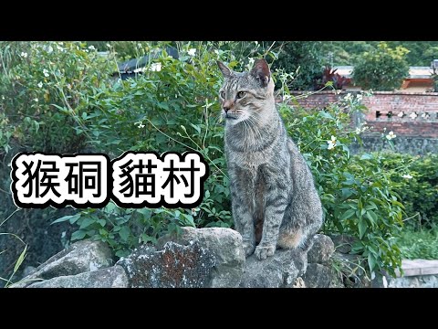 猴硐貓村|東北角海岸