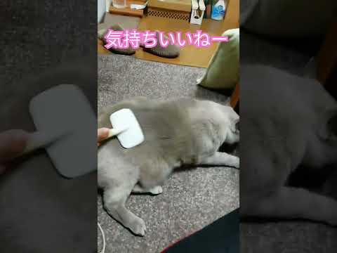 【ブラッシングお猫様】テトちゃんの毛　#shorts #cat #ブラッシング #くつろぎ #お猫様 #抜け毛