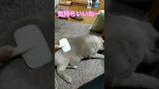 【ブラッシングお猫様】テトちゃんの毛　#shorts #cat #ブラッシング #くつろぎ #お猫様 #抜け毛