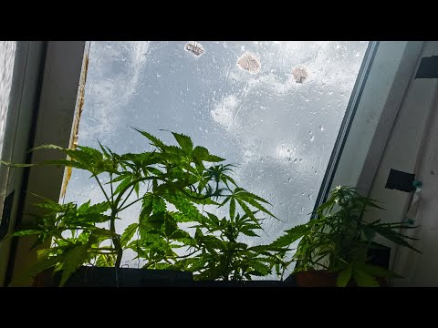 Cannabis Autoflowers - Balkon & Fensterbank | Woche 6