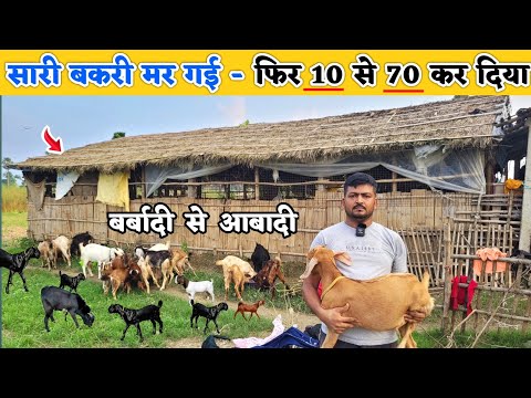 एक गलती और सारी बकरियां मर गई - फिर 10 खरीदा आज 70 तक पहुंच गया | bakri palan ka sahi tarika