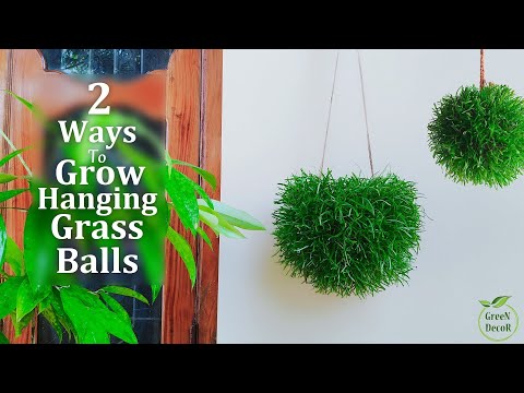 Two Method to Grow Grass Like Ball | Hanging Grass Ball Plants | Hanging Garden//GREEN DECOR