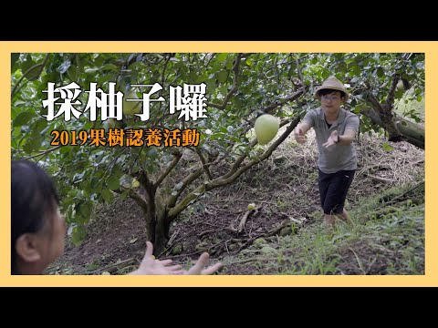 【里仁×東豐拾穗 】採柚子囉！2019文旦柚樹認養活動