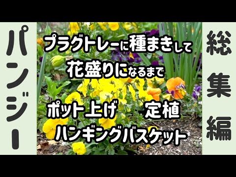 パンジーを9月にプラグトレーに蒔いて花盛りになるまで〜総集編〜