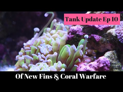 Of New Fins & Coral Warfare - 12 Months In