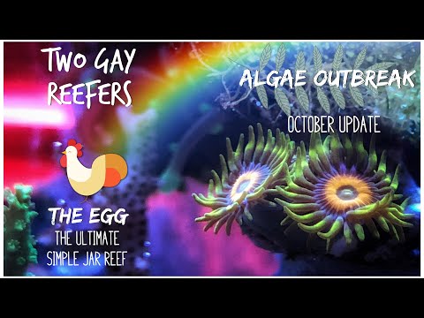 The Ultimate Simple Jar Reef - The Egg - Algae Outbreak in a Pico Tank