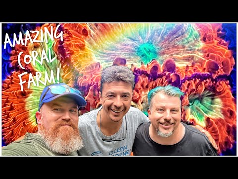 We Visit Bali Aquarium! | Stunning Maricultured LPS Coral | Vincent Chalias and Ocean Gardener