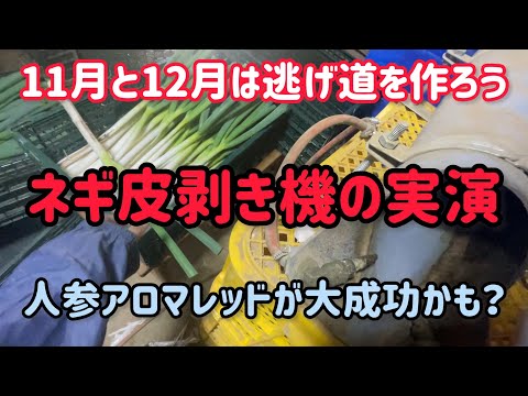 直売でも市場でも農協でも契約でもマルシェでもネットでも良いから供給過多の時は逃げ道を作ろう。それかゆっくり休むか