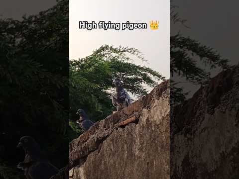 High Flying Pigeon 😍 || Tiger Kabutar Trending  #pigeon #petsvlog #highflyingpigeons #youtubeshorts