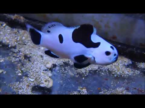 人工黑颶風小丑 Black Storm Clownfish（Captive-Bred） 1K