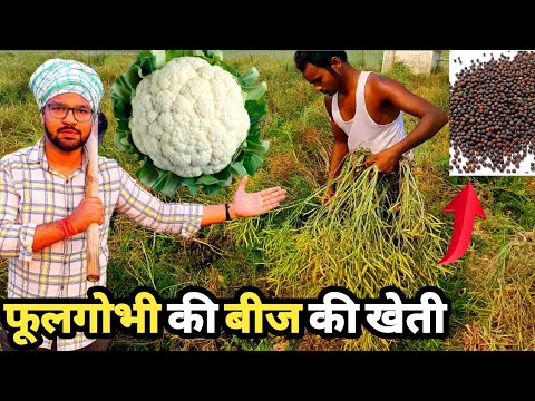 फूल गोभी का बीज कैसे तैयार की जाती है | cauliflower seeds|Gobhi ke beej ki jankari|full gobi farming