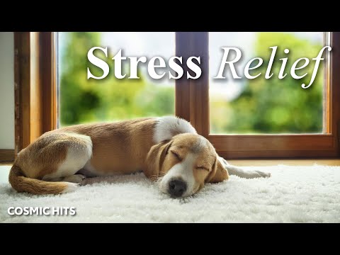 🎺🐶 9 Hours of Calming Dog Tunes: Beat Separation Anxiety with Relaxation Music! 🐾🎹