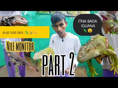 part 2 of iguana 🦎/dadar marin aqua zoo