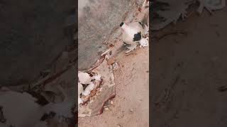 2 New Siraji pigeon।। #ytshorts #sorts #sortvideo