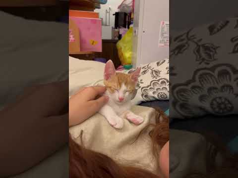 Sleeping#video #viral #cat #animals #shorts