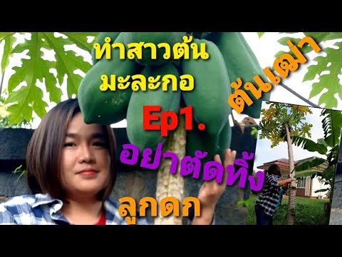 ทำสาวให้ต้นมะละกอ เฒ่าให้สาวลูกดก ep1.